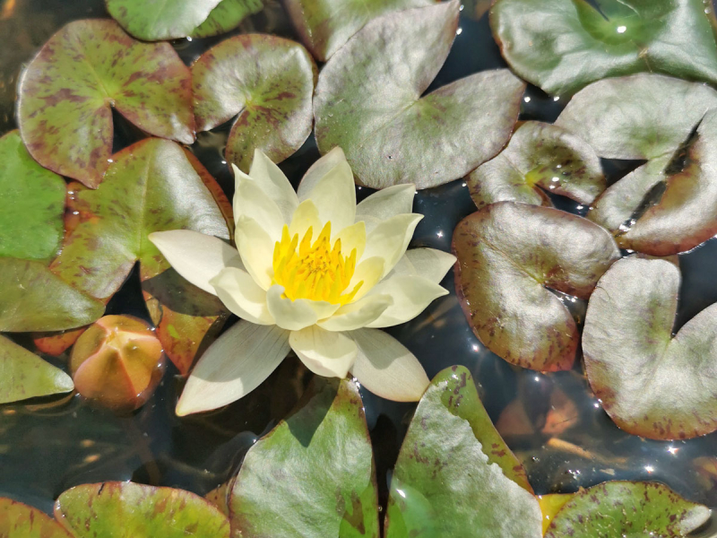 Seerose Nymphaea Joey Tomocik